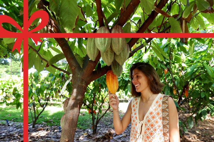 Woman smiling, touching cocoa pod on tree, with a red gift ribbon overlay.