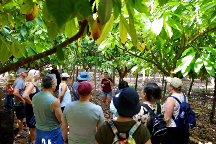 A guide explaining cocoa trees to a group in a lush, shaded plantation.