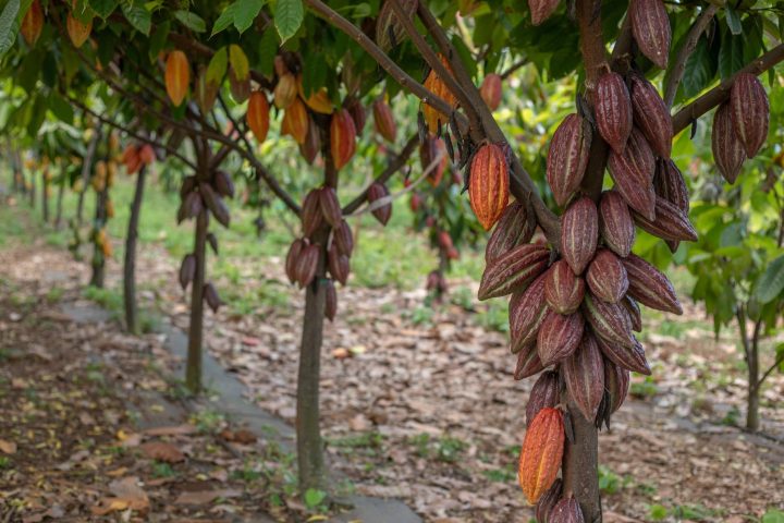 Cacao pods growing on trees in a plantation with green leaves.