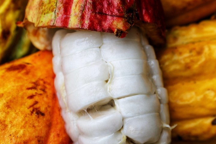 Close-up of an open cacao pod with white seeds and colorful husks.