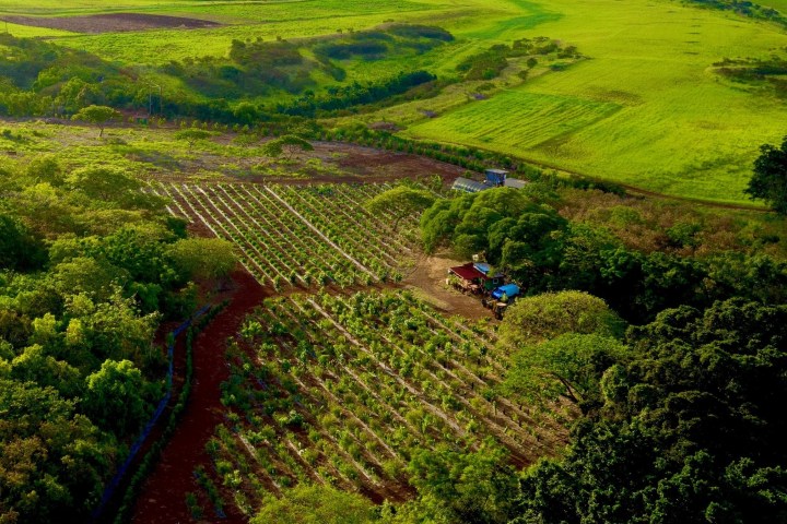 Aerial view of a lush green vineyard with surrounding fields and trees.