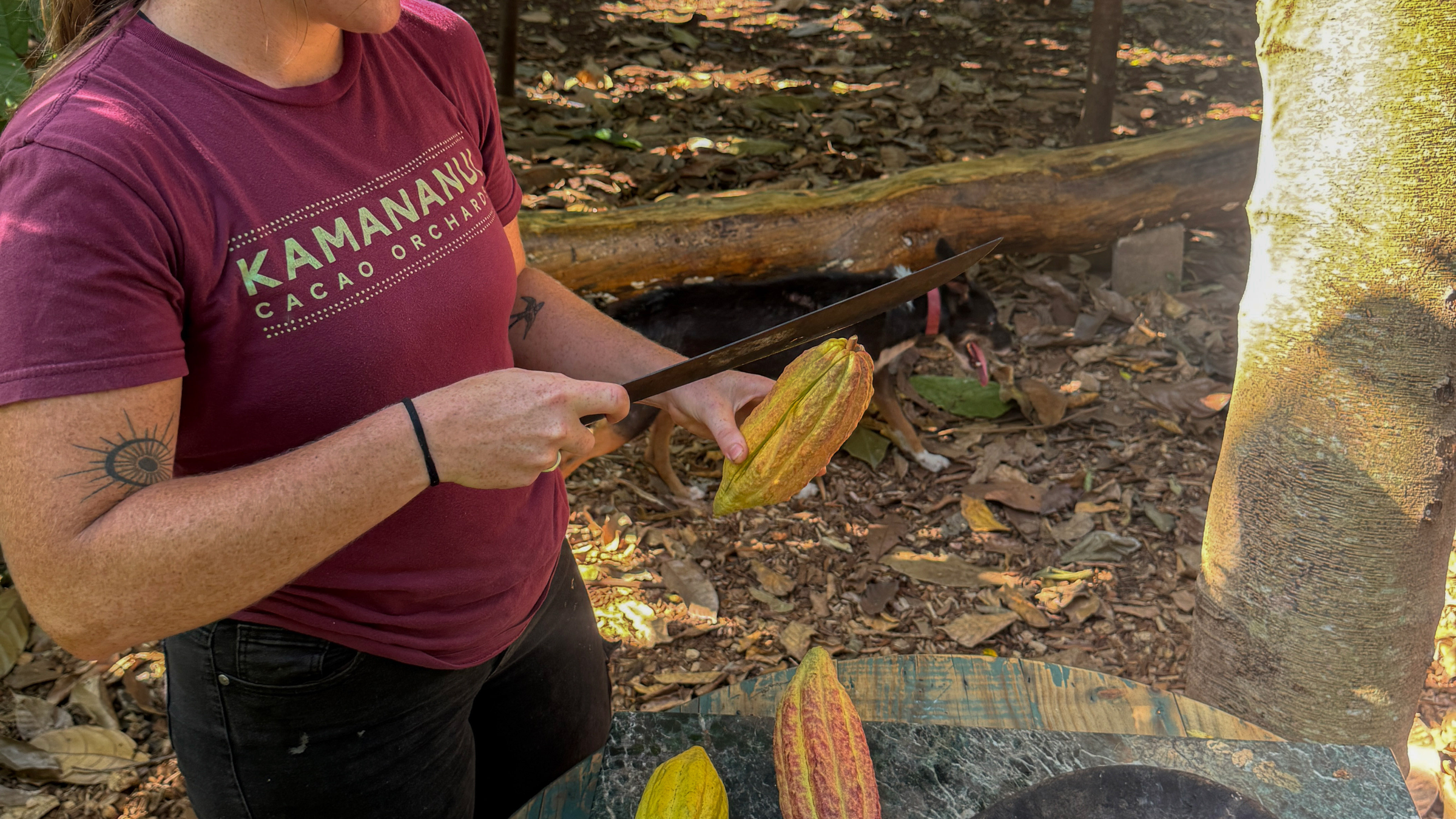 Person examining cacao pods and beans outdoors on a table.