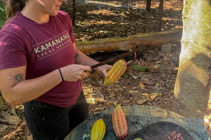 Person examining cacao pods and beans outdoors on a table.