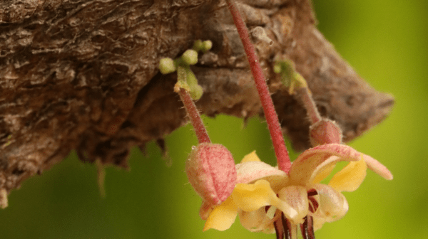 Close-up of a small pinkish flower growing on tree bark.