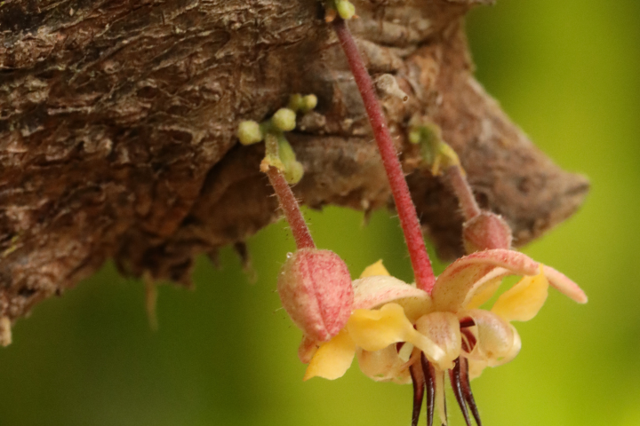 Close-up of a small pinkish flower growing on tree bark.