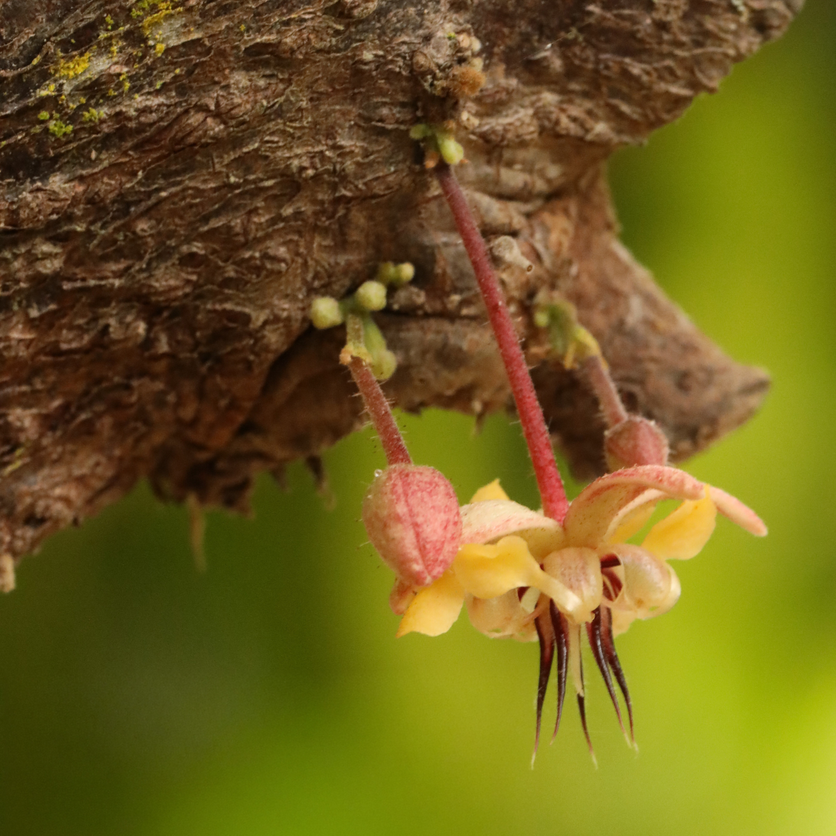 Close-up of a small pinkish flower growing on tree bark.