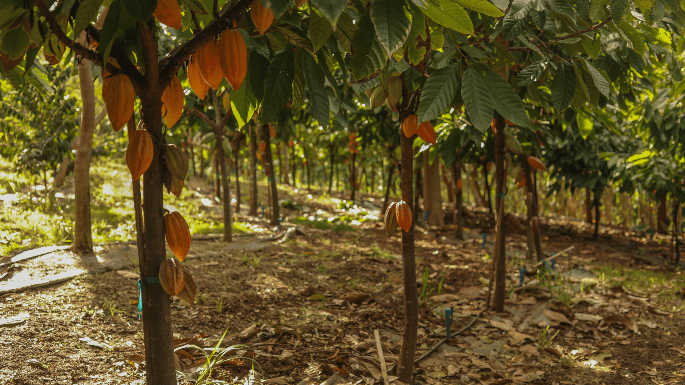 Cocoa trees with ripe pods growing in a shaded plantation.