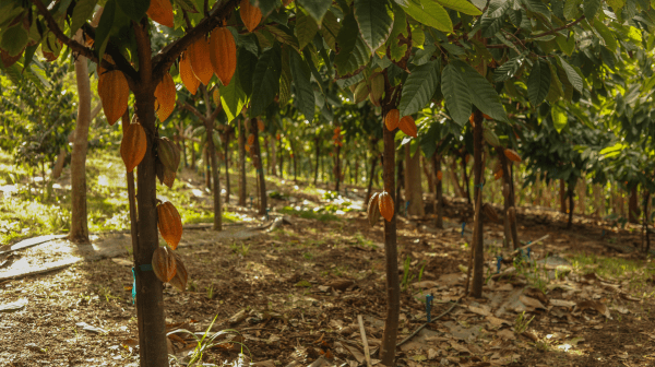 Cocoa trees with ripe pods growing in a shaded plantation.