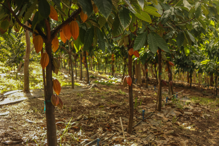 Cocoa trees with ripe pods growing in a shaded plantation.