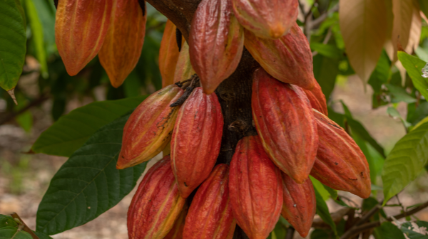 Cluster of red cacao pods growing on a tree trunk.