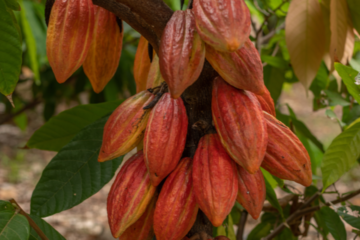 Cluster of red cacao pods growing on a tree trunk.