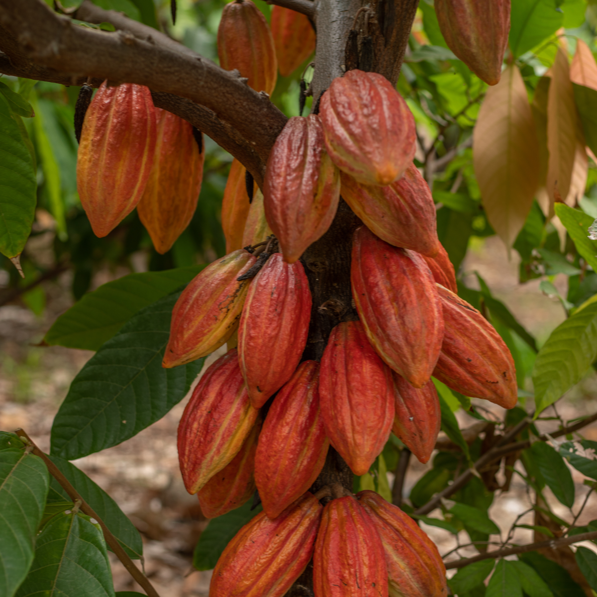 Cluster of red cacao pods growing on a tree trunk.