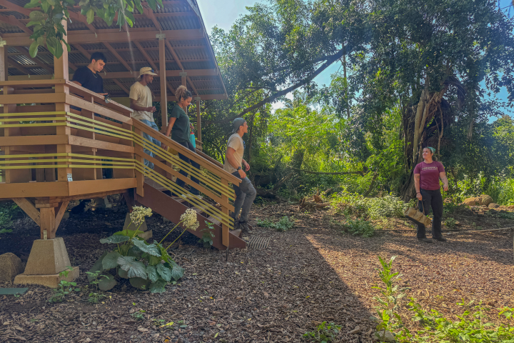 Group of people walking down wooden steps surrounded by trees in a forest.