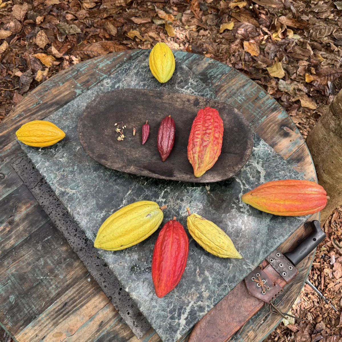 Cocoa pods and seeds on wooden surfaces with a knife nearby.